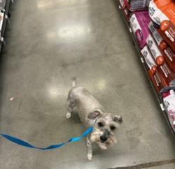 Reunited Male Dog last seen Near 10th Street NW, Washington, DC, Washington, DC 20001