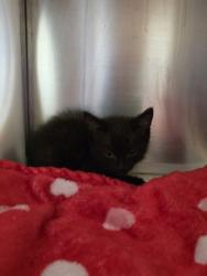 Shelter Stray Male Cat last seen Near Hillcrest St, 75149, TX, 1650 Gross Rd, Mesquite, TX 75149, USA