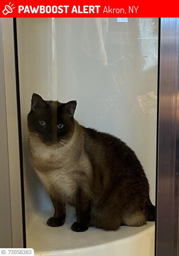 Lost Female Cat last seen Main Rd/Buell, Akron NY, Akron, NY 14001