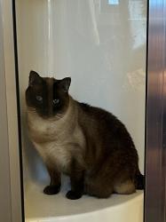 Lost Female Cat last seen Main Rd/Buell, Akron NY, Akron, NY 14001