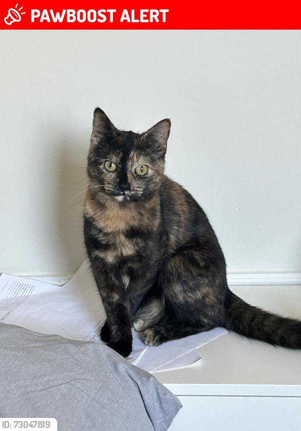 Lost Female Cat last seen Owen Street, Lancashire, England BB5