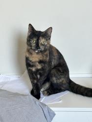 Lost Female Cat last seen Owen Street, Lancashire, England BB5