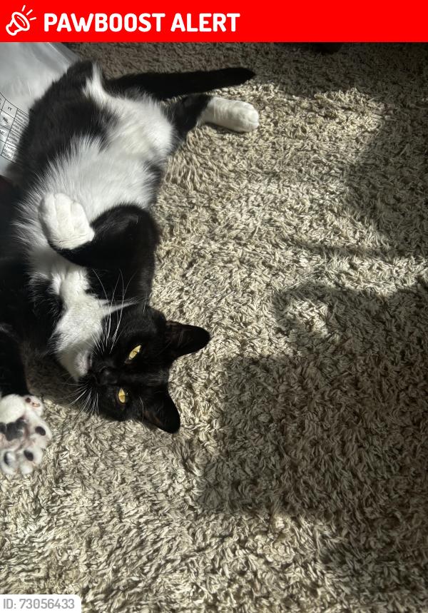Lost Female Cat last seen The heys, Coppull, England PR7 4NX