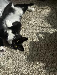 Lost Female Cat last seen The heys, Coppull, England PR7 4NX