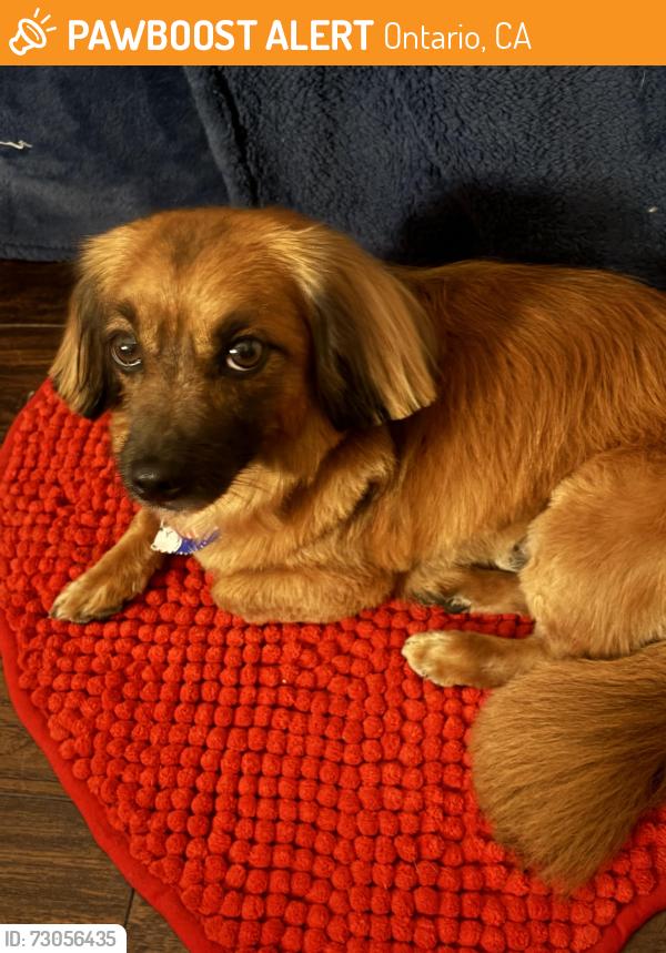 Found/Stray Male Dog last seen Acacia/ pleasant, Ontario, CA 91761