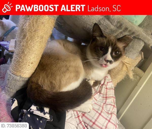 Lost Male Cat last seen Koa campground on hwy 78, Ladson, SC 29456