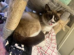 Lost Male Cat last seen Koa campground on hwy 78, Ladson, SC 29456