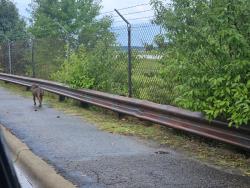Found/Stray Unknown Dog last seen Manchester, Pope Field, NC 28308