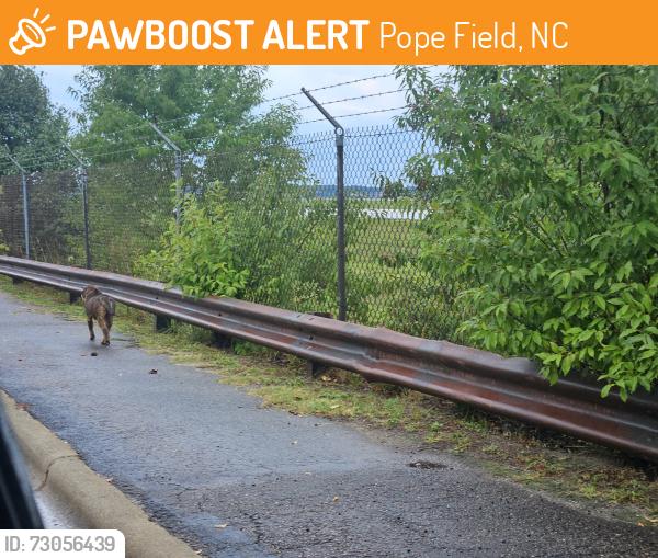 Found/Stray Unknown Dog last seen Manchester, Pope Field, NC 28308