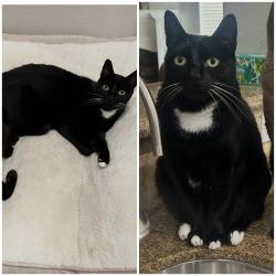 Lost Female Cat last seen Sagestone Ct and Country Brook Ln, Houston, TX 77095