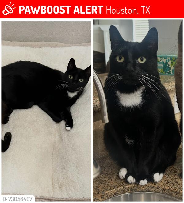 Lost Female Cat last seen Sagestone Ct and Country Brook Ln, Houston, TX 77095