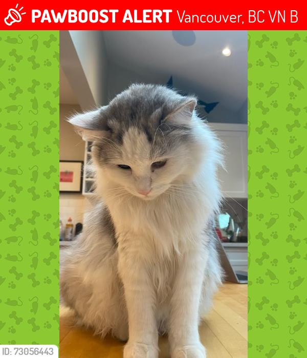 Lost Male Cat last seen 40th and Blenheim, Vancouver, BC V6N 3B5