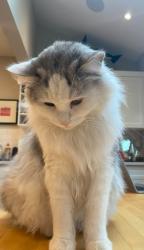 Lost Male Cat last seen 40th and Blenheim, Vancouver, BC V6N 3B5