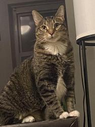 Reunited Male Cat last seen 18th pl , Chicago, IL 60608