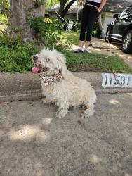 Found/Stray Female Dog last seen Ashcreek, Houston, TX 77066