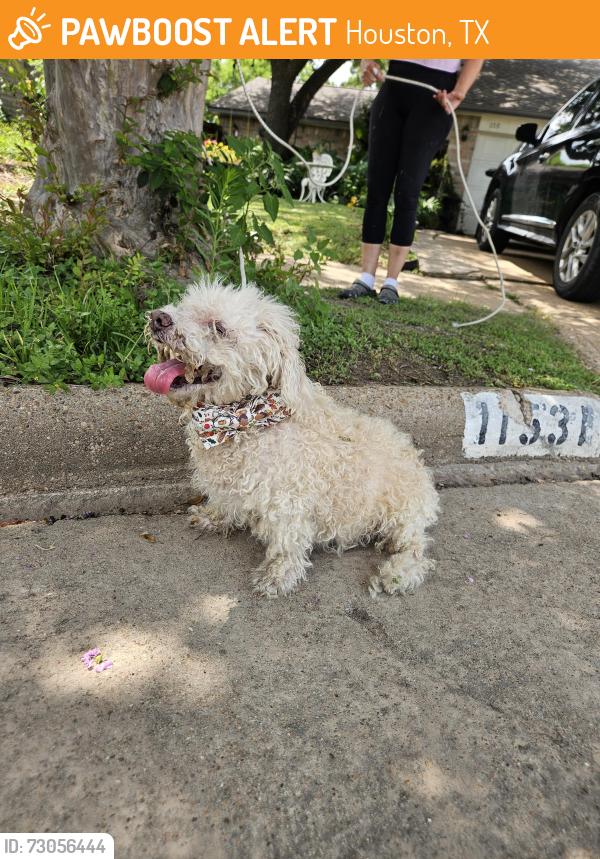 Found/Stray Female Dog last seen Ashcreek, Houston, TX 77066