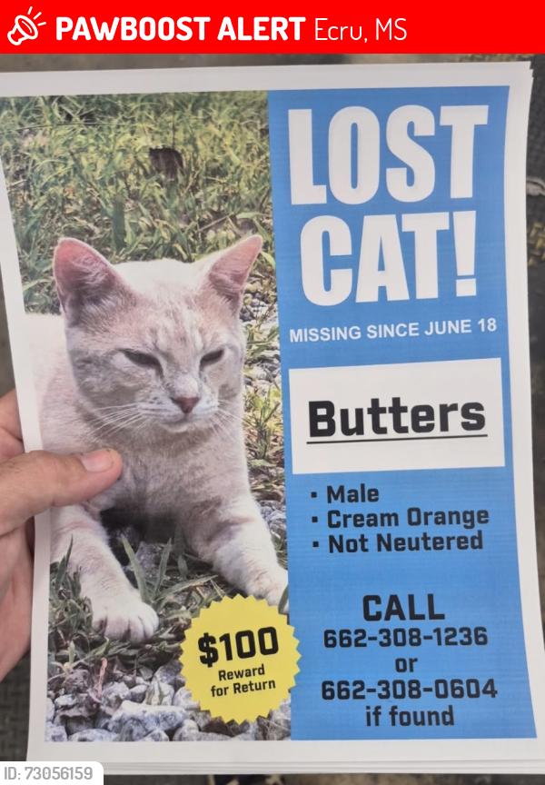 Lost Male Cat last seen Last seen close to the water tower on Friendship rd in Ecru Ms, Ecru, MS 38841