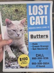 Lost Male Cat last seen Last seen close to the water tower on Friendship rd in Ecru Ms, Ecru, MS 38841