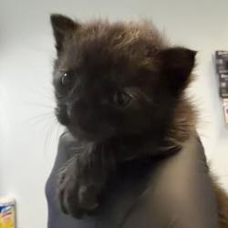Shelter Stray Male Cat last seen Near Bogata Circle, San Diego, CA, 92126, 5500 Gaines St, San Diego, CA 92110, USA