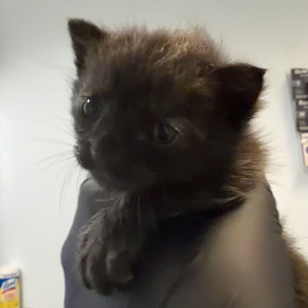 Shelter Stray Male Cat last seen Near Bogata Circle, San Diego, CA, 92126, 5500 Gaines St, San Diego, CA 92110, USA