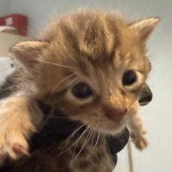 Shelter Stray Female Cat last seen Near Bogata Circle, San Diego, CA, 92126, 5500 Gaines St, San Diego, CA 92110, USA