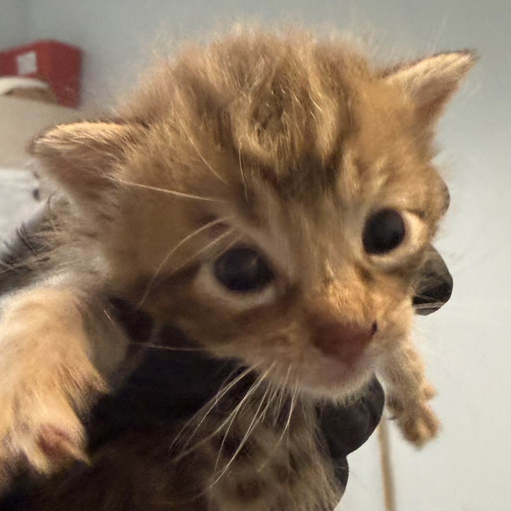 Shelter Stray Female Cat last seen Near Bogata Circle, San Diego, CA, 92126, 5500 Gaines St, San Diego, CA 92110, USA