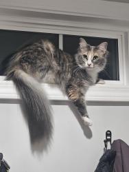 Reunited Female Cat last seen PetSmart Parking Lot, Kapolei, HI 96707