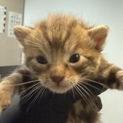 Shelter Stray Male Cat last seen Near Bogata Circle, San Diego, CA, 92126, 5500 Gaines St, San Diego, CA 92110, USA
