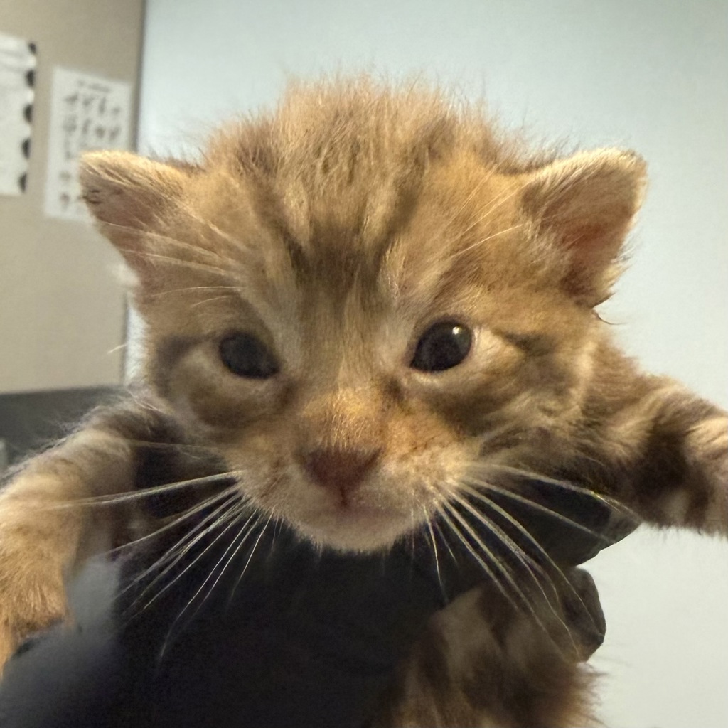 Shelter Stray Male Cat last seen Near Bogata Circle, San Diego, CA, 92126, 5500 Gaines St, San Diego, CA 92110, USA