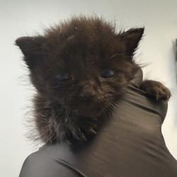 Shelter Stray Female Cat last seen Near Bogata Circle, San Diego, CA, 92126, 5500 Gaines St, San Diego, CA 92110, USA