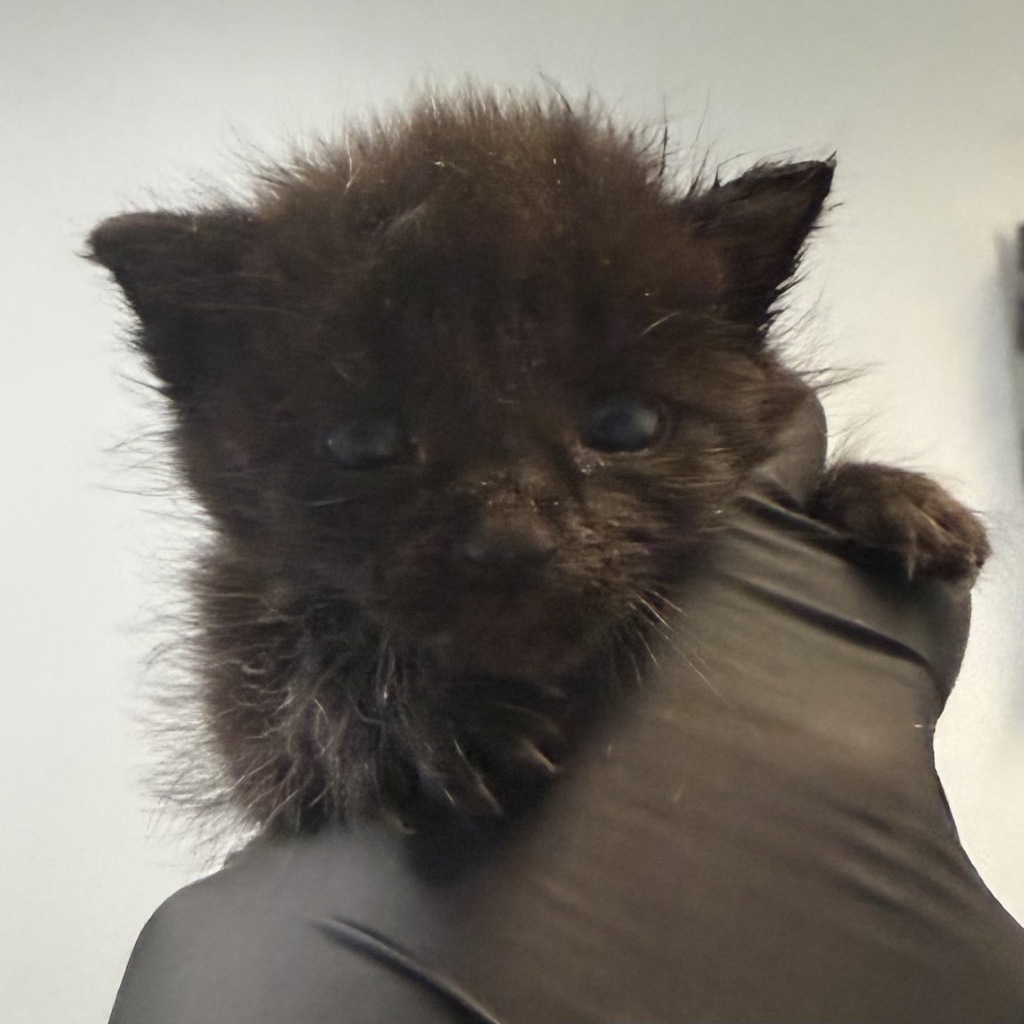 Shelter Stray Female Cat last seen Near Bogata Circle, San Diego, CA, 92126, 5500 Gaines St, San Diego, CA 92110, USA