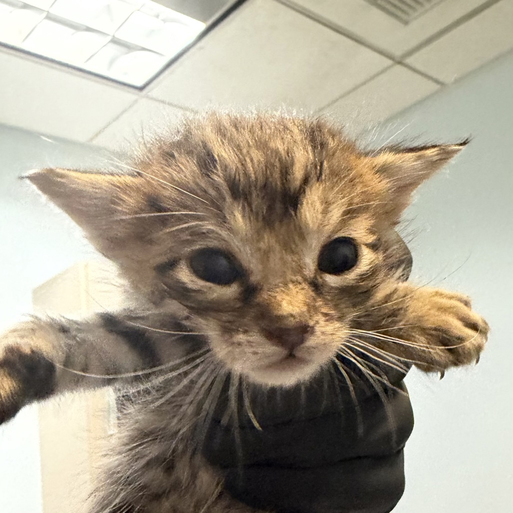 Shelter Stray Male Cat last seen Near Bogata Circle, San Diego, CA, 92126, 5500 Gaines St, San Diego, CA 92110, USA