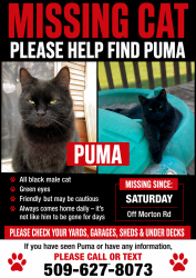 Lost Male Cat last seen Morton RD Past Main Street, Kennewick, WA 99337