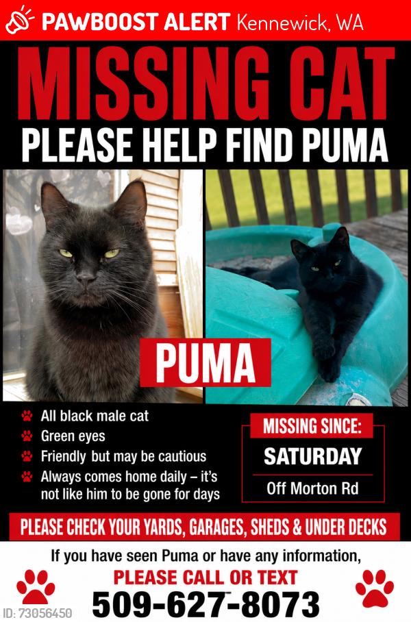 Lost Male Cat last seen Morton RD Past Main Street, Kennewick, WA 99337