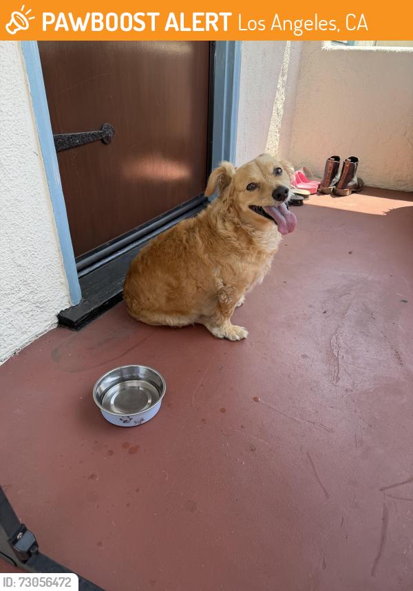 Found/Stray Male Dog last seen York & Nolden, Los Angeles, CA 90042
