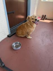 Found/Stray Male Dog last seen York & Nolden, Los Angeles, CA 90042