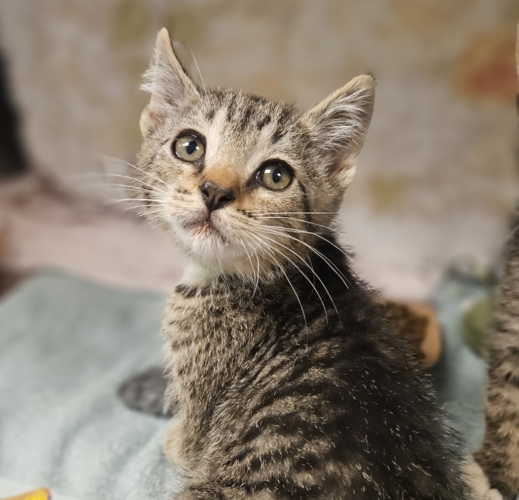 Shelter Stray Male Cat last seen Doolittle Road, SAN LEANDRO, CA, 94577, 8323 Baldwin St, Oakland, CA 94621, USA