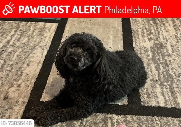 Lost Male Dog last seen Near Overbrook Bridge / Highschool, Philadelphia, PA 19151