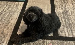 Lost Male Dog last seen Near Overbrook Bridge / Highschool, Philadelphia, PA 19151