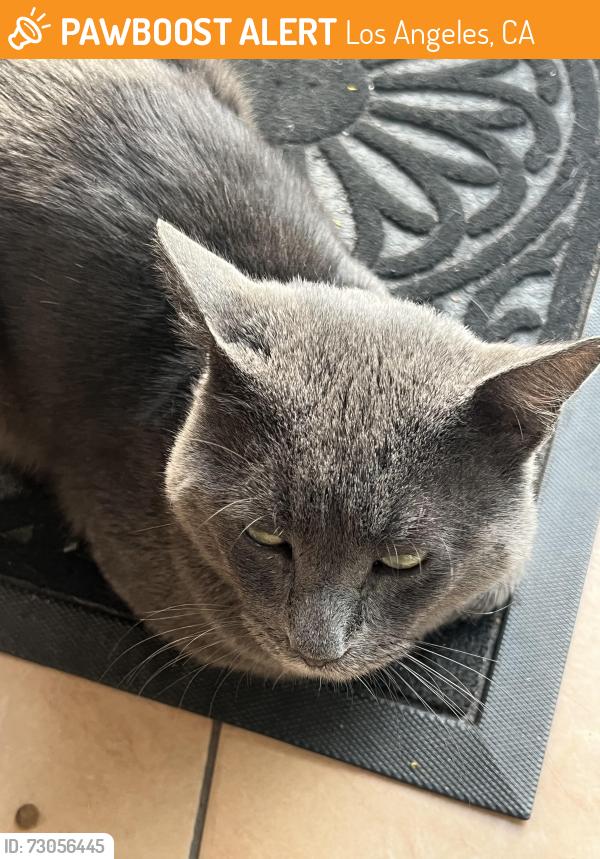 Found/Stray Male Cat last seen University Park, Los Angeles, CA 90007