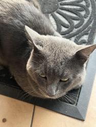 Found/Stray Male Cat last seen University Park, Los Angeles, CA 90007