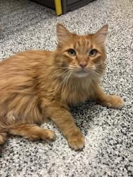Shelter Stray Male Cat last seen S, Bluffdale, UT, 84065, 511 W 3900 S, Salt Lake City, UT 84123, USA