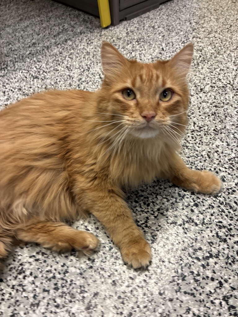 Shelter Stray Male Cat last seen S, Bluffdale, UT, 84065, 511 W 3900 S, Salt Lake City, UT 84123, USA