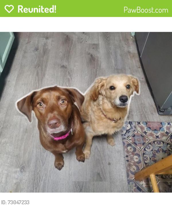 Reunited Female Dog last seen Rome and Followthru Forest Hills Tampa, Tampa, FL 33612