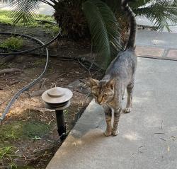 Found/Stray Unknown Cat last seen Bradley and Sorbonne-north side of street, Sylmar, Los Angeles, CA 91342