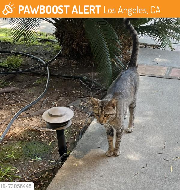 Found/Stray Unknown Cat last seen Bradley and Sorbonne-north side of street, Sylmar, Los Angeles, CA 91342