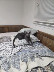 Reunited Male Cat last seen Off of Jordan Road, east side of Jordan Road. 2 blocks in from Princeton Ave, Brick Township, NJ 08724
