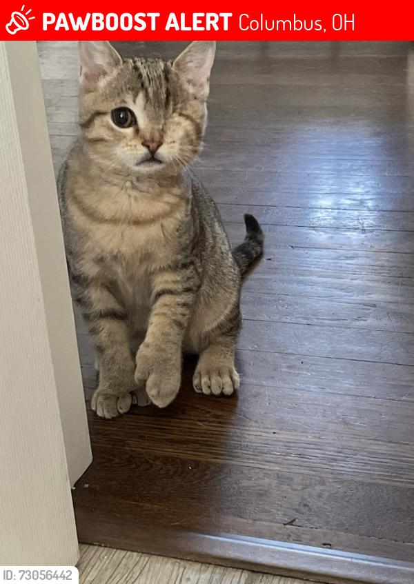 Lost Male Cat last seen Shady lane rd, Columbus, OH 43227