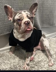 Reunited Male Dog last seen Near NE 19th ave , North Miami Beach, FL 33162