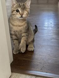 Lost Male Cat last seen Shady lane rd, Columbus, OH 43227